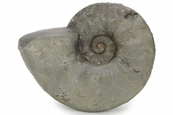 Triassic Ammonite (Ceratites) Fossil - Germany #243502